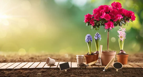Flores de jardín y plantas sobre un fondo soleado. Concepto de Jardinería — Foto de Stock