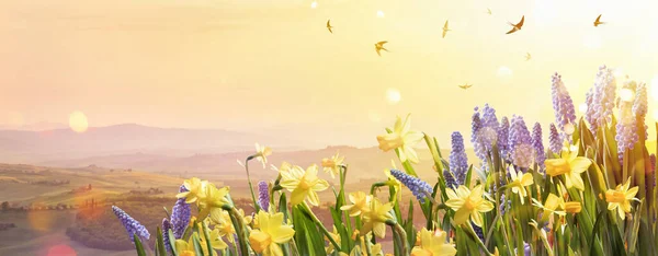 Flores da primavera na luz do sol — Fotografia de Stock