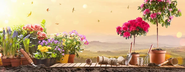 Kerti virágok és növények a napsütötte háttér. Kertészeti koncepció — Stock Fotó