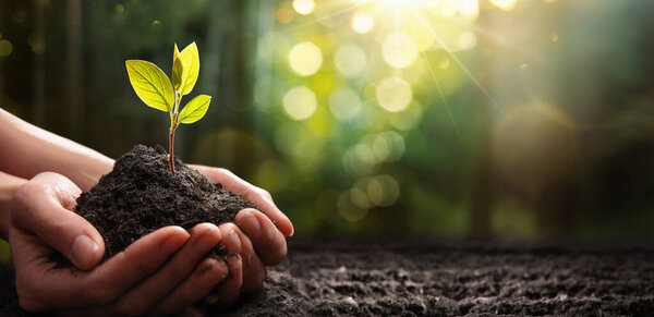 Close Up Plant in Female Hands. Care of the Environment. Ecology concept