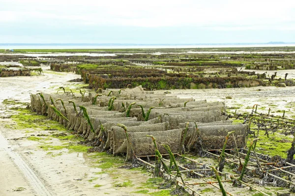 Cultivo de ostras en Bretaña, Francia — Foto de Stock