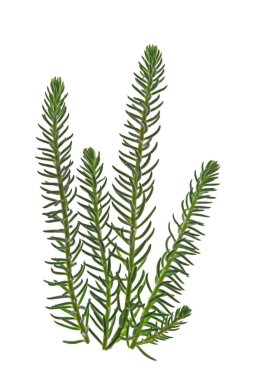 Hendek Stonecrop (bahçedeki reflexum)