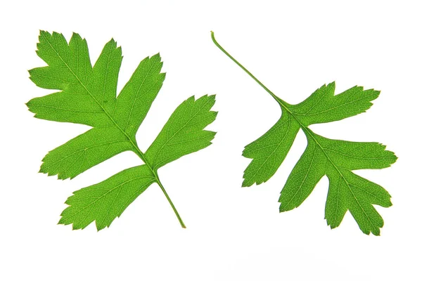 Глоду листя (глід ) — стокове фото