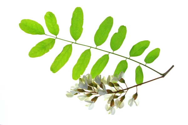 Trnovník akát (Robinia pseudoacacia) — Stock fotografie