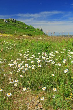 Ox-göz daisys (Leucanthemum)