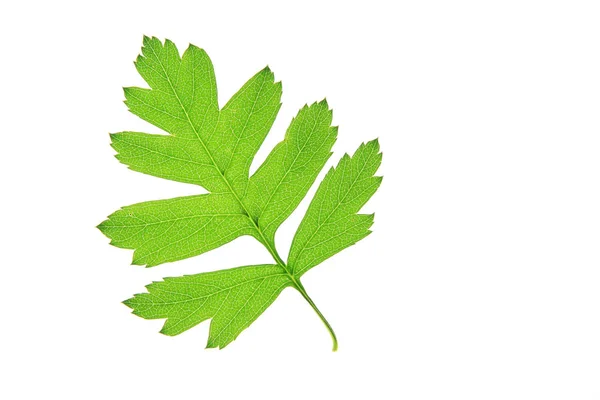 Hawthorn leaf (Crataegus) — Zdjęcie stockowe