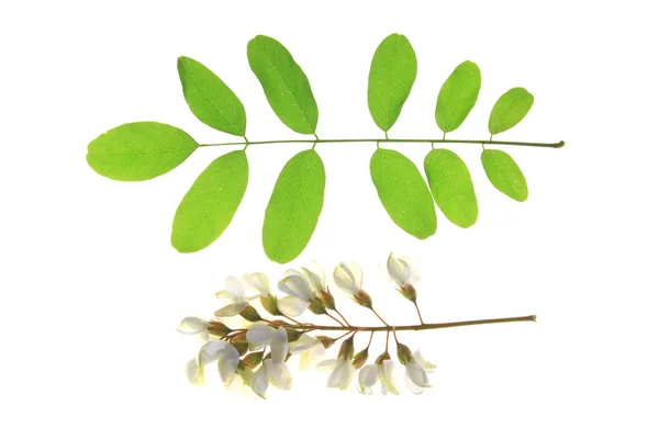 Black locust (Robinia pseudoacacia) — Stock Photo, Image