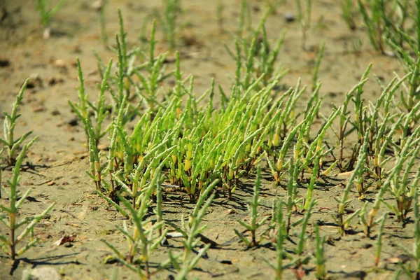 Salicornia (Salicornia europaea) — стокове фото