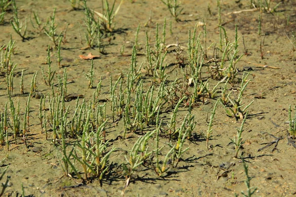 Саликорния (Salicornia) ) — стоковое фото
