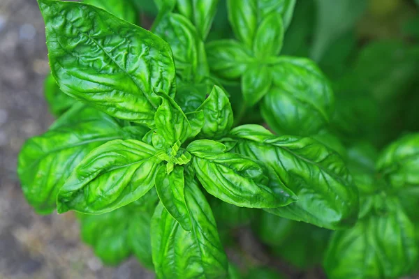 Albahaca (ocimum basilicum) ) —  Fotos de Stock