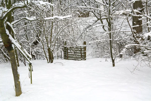 Зима в саду — стоковое фото