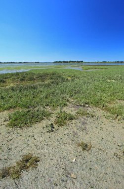 Tuz bataklığı, Atlantik Okyanusu