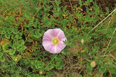 Shore gündüzsefası (Calystegia Soldanella)