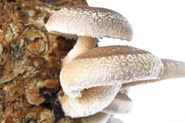 Shiitakemushrooms kültürü