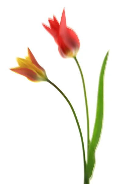 Niewyraźne kwiaty tulipan (Tulipa) — Zdjęcie stockowe