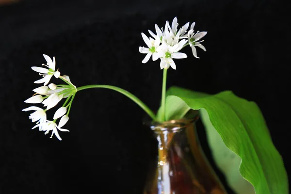 野生のニンニク｜Allium ursinum — ストック写真