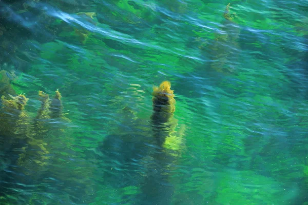 Зеленая вода с водорослями — стоковое фото