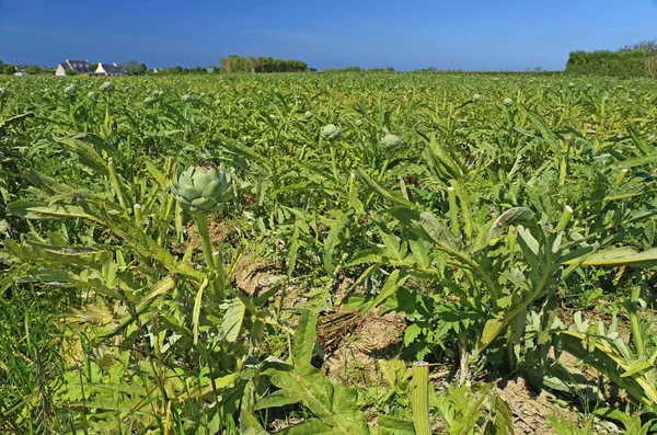 Artichokes in a field — Stock Photo, Image