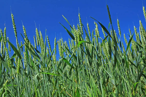 Tarwe voordat de blauwe hemel — Stockfoto