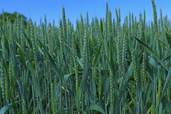 Tarwe voordat de blauwe hemel — Stockfoto