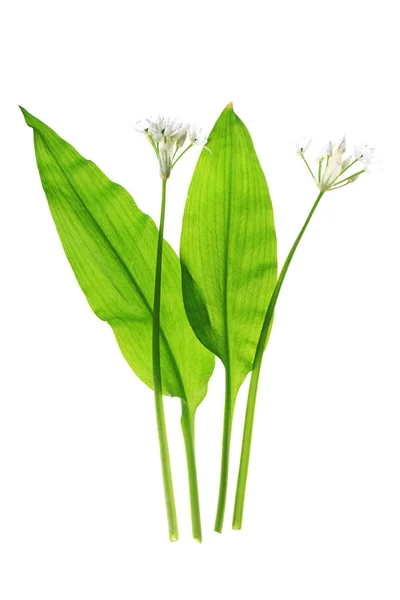 Wild garlic isolated white background — Stock Photo, Image