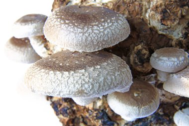 Shiitake mushroom growing on substrate clipart