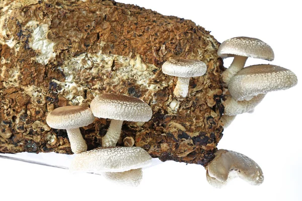 Cogumelo shiitake crescendo no substrato — Fotografia de Stock