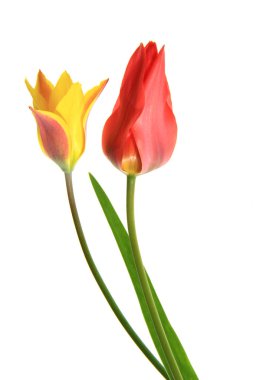 beyaz izole Lale (Tulipa)