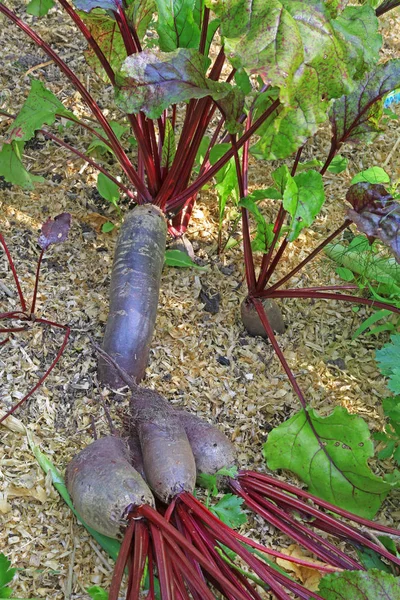 花园里的甜菜根 — 图库照片