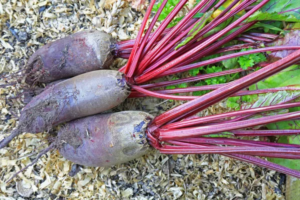 Beetroot in the garden — Stock Photo, Image