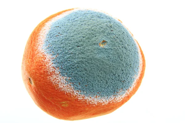 オレンジの型 — ストック写真