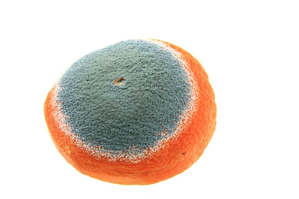 Плесень на апельсине — стоковое фото