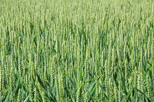 Olgunlaşmamış buğday alanıyla — Stok fotoğraf