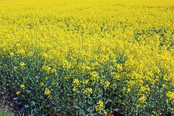 Bloeiende koolzaad veld — Stockfoto