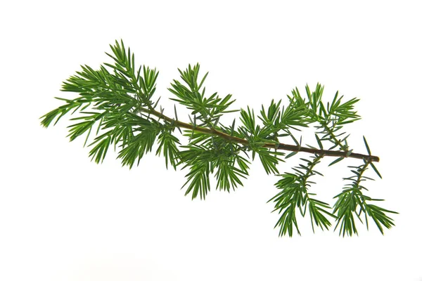 Gemeenschappelijke jeneverbes (Juniperus communis) — Stockfoto