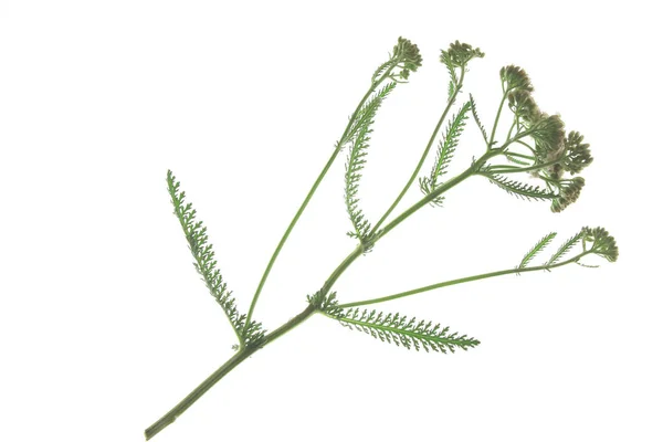 Przędza pospolita (Achillea millefolium) — Zdjęcie stockowe