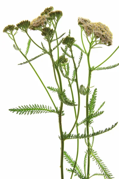Common Yarrow (Achillea millefolium) — Stock Photo, Image