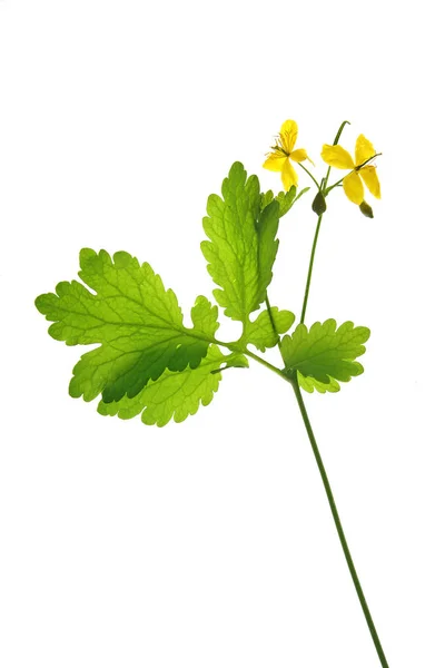 Větší celandin (Chelidonium majus) — Stock fotografie