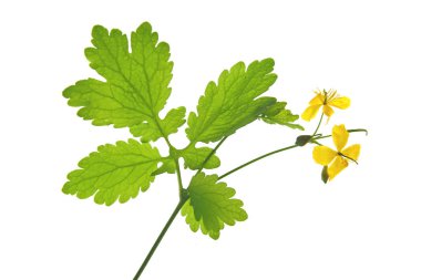 Daha Büyük Celandine (Chelidonium majus)