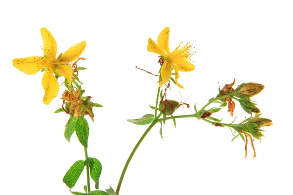 Orbáncfű (Hypericum perforatum) — Stock Fotó