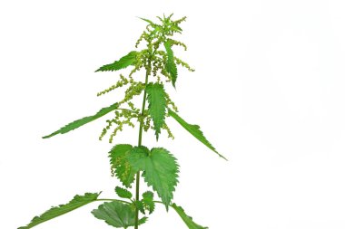 Isırgan otu (Urtica dioica)