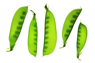 Kar bezelyesi, yeşil bezelye (Pisum sativum)