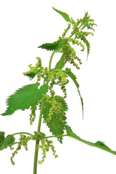 Stinging nettle (Urtica dioica) — Stock Photo, Image