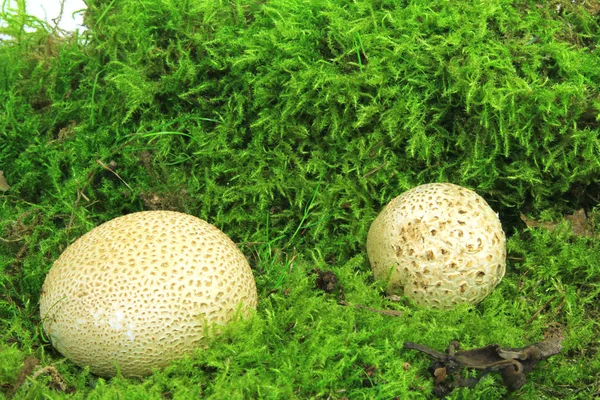 Yaygın dünya topu (Scleroderma citrinum) 