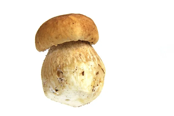 CEP (boletus edulis) — Fotografia de Stock