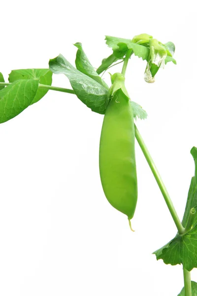 Snow pea, green pea (Pisum sativum) — Stock Photo, Image