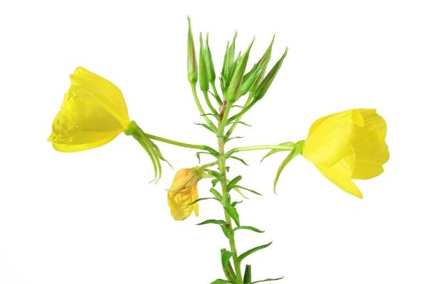 Onagre commune (Oenothera biennis)) — Photo