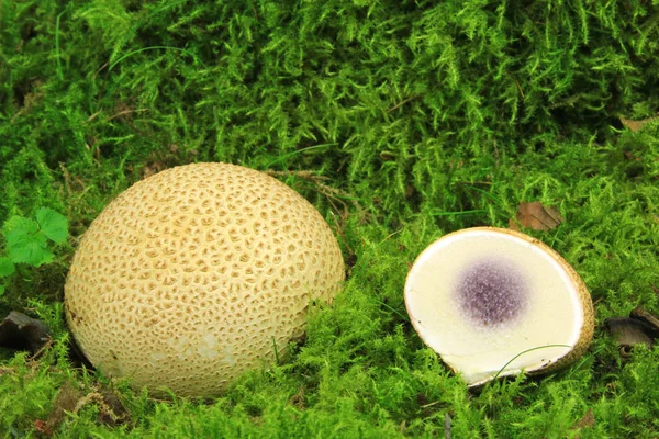 Balle de terre commune (Scleroderma citrinum)) Image En Vente