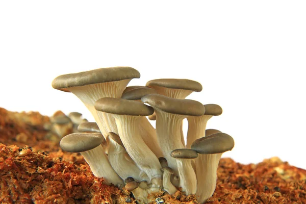 Cogumelo Ostra Pleurotus Ostreatus Cogumelos Jovens Substrato Isolado Contra Fundo — Fotografia de Stock