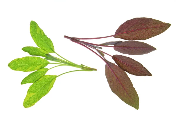 Salvia Officinalis Várias Folhas Salva Isoladas Contra Fundo Branco — Fotografia de Stock